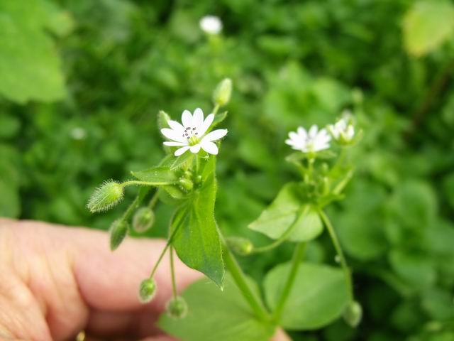 Quale specie di stellaria?